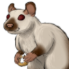 Rat: Siamese